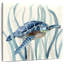 Ronce de tortue en ruppie maritime I-109206729