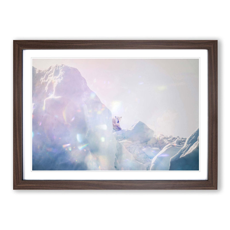 Polar Bear in the Wild - Picture Frame Photograph Print, 36cm H x 48cm W x 2cm D, Walnut Framed