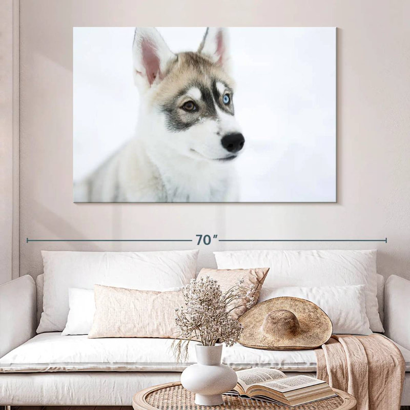 Brampt Glaring Husky, 34" H x 51" W