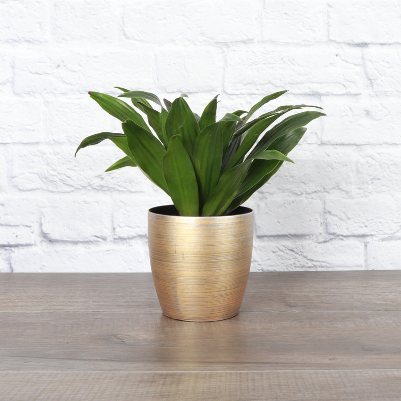 Janet Craig Compacta Dracaena Plant in Pot