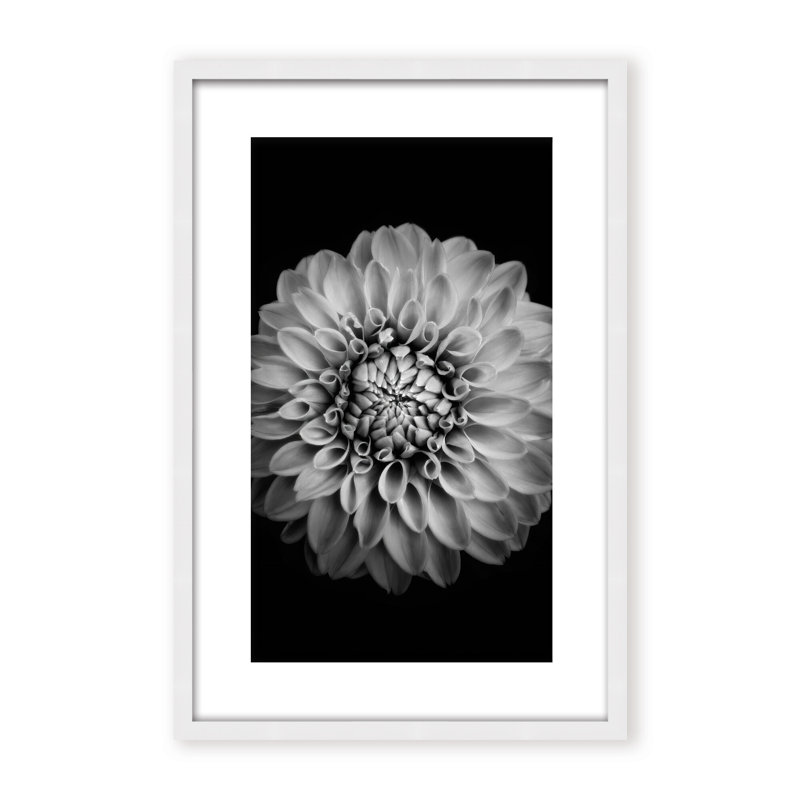 Nature Inspired Marigold by  - Picture Frame Photograph on Paper, 36" H x 24" W x 1.125" D, Black, Framed Matted Print