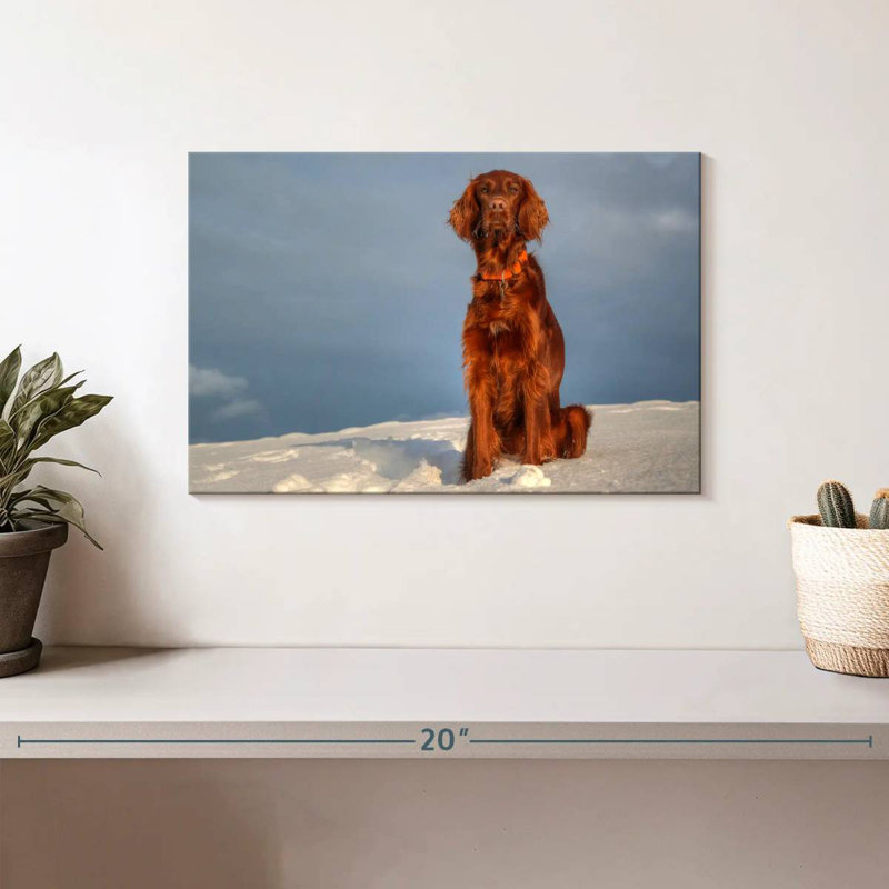 Brampt Irish Setter On Snow, 8" H x 12" W
