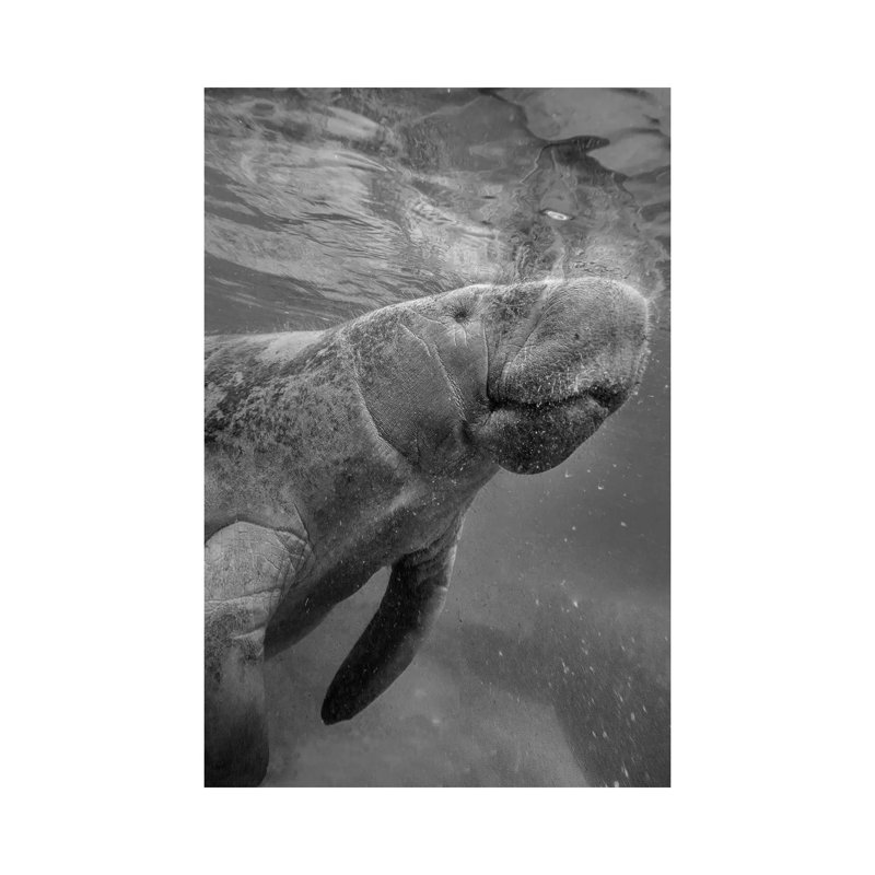 West Indian Manatee Surfacing, Crystal River, Florida - Wrapped Canvas Print, 20.32 cm H x 30.48 cm W
