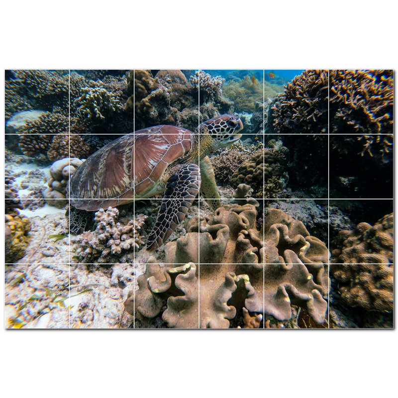 Tortue photo 6 x 6