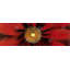 Red Daisy - reproduction encadrée mat pour décoration florale-334628718-334628716