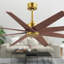 Ariella - Eight Blade Ceiling Fan - Brushed Brass Finish - Matte Black Blades-1855432166-1855432164