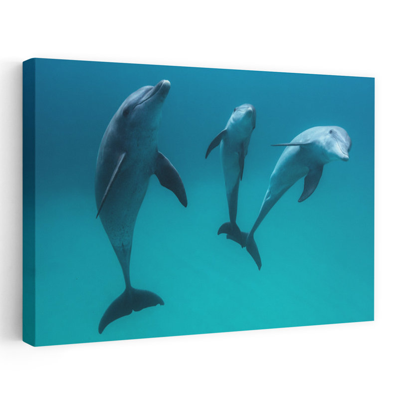 Three Dolphins Swimming Peaceful Serene Contemporary Dolphin Nature Ocean Wall Art Print by Barathieu Gabriel - Wrapped Canvas Print