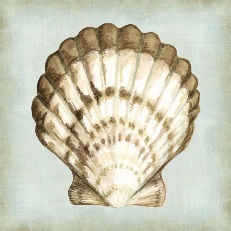 Sea Dream Shells III by Vision Studio - Wrapped Canvas Painting, 51cm H x 51cm W