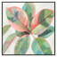«Pink Ficus II», reproduction d'art-55543216-55543218