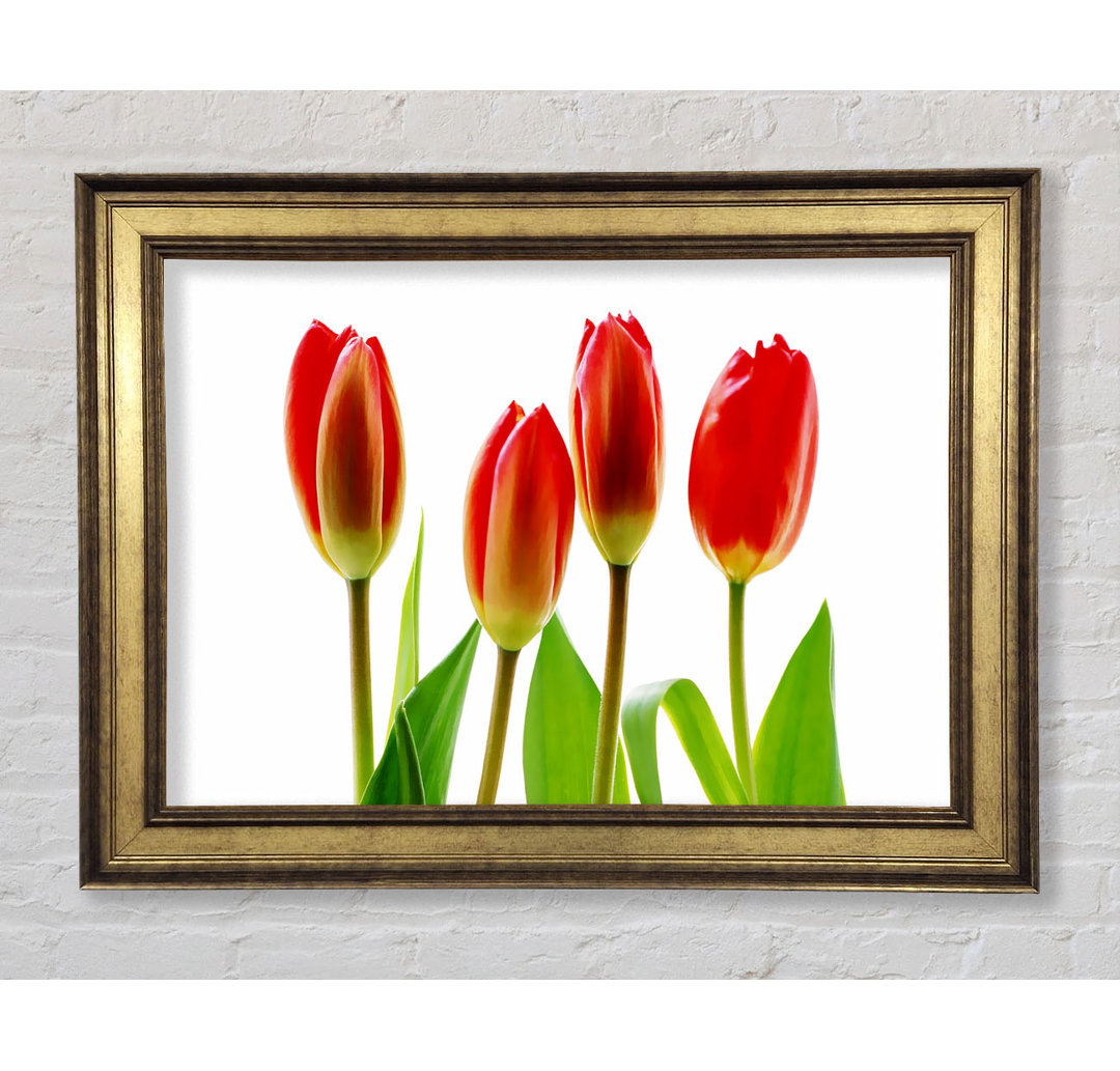 Rote Tulpen-Quads - Druck