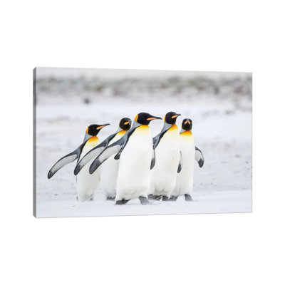 King Penguin on Falkland Islands. 1 Piece Wrapped Canvas Wall Art