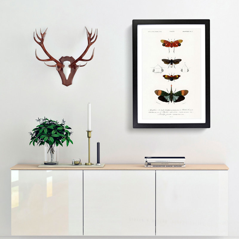 Moth Illustrations Pl.5 by Charles d' Orbigny - Picture Frame Painting Print, 36cm H x 27cm W x 2cm D, Black Framed