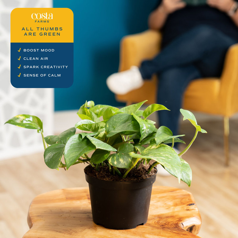 Devil's Ivy Pothos in Nursery Pot