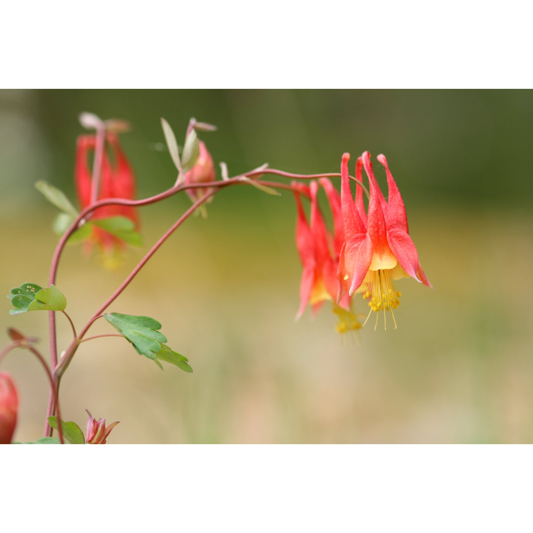 Closeup Of Columbines von Szaffy - Drucken