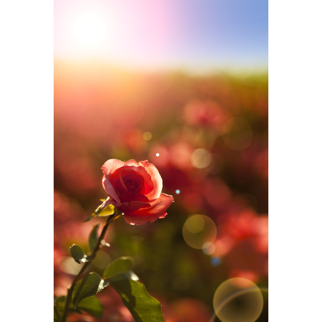 Rose - Kunstdrucke auf Leinwand