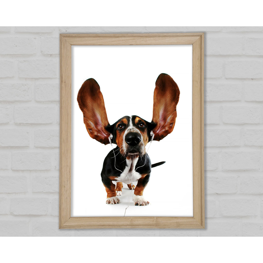 Basset Hound Musik Gerahmter Druck