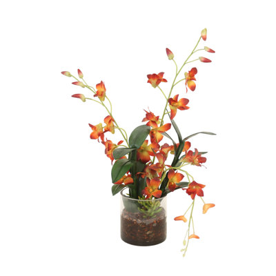 Orchidées rouilles Dendrobium dans un vase cylindrique