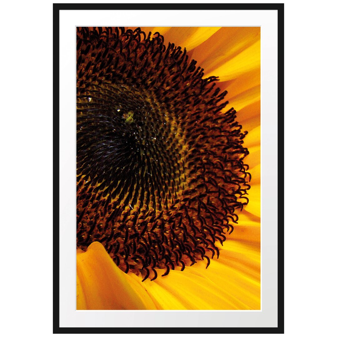 Gerahmtes Poster Große Sonnenblume