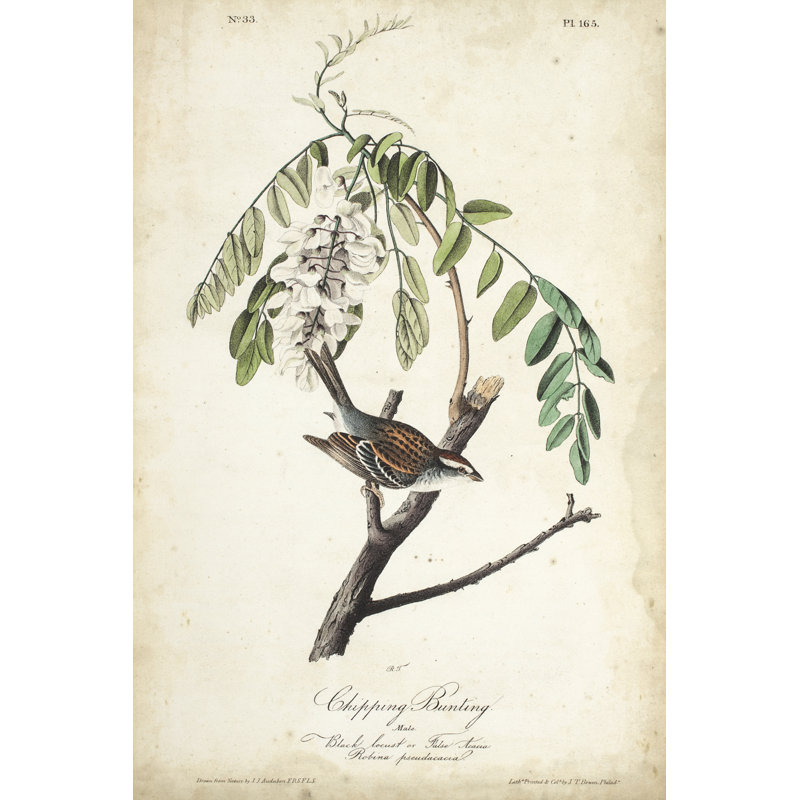 Delicate Bird and Botanical I by John Audubon - Painting, 122 cm H x 81 cm W, Black Floater Framed