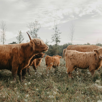 " Highland Cows In The Meadow "
