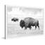 «Buffalo pair» par Marmont Hill - reproduction de photo sur papier encadrée-1296739270