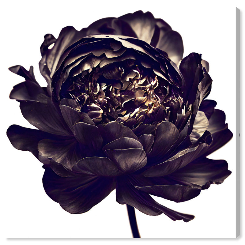 Pivoine noire - Impression sur toile, Toile tendue, H 12 po x l 12 po