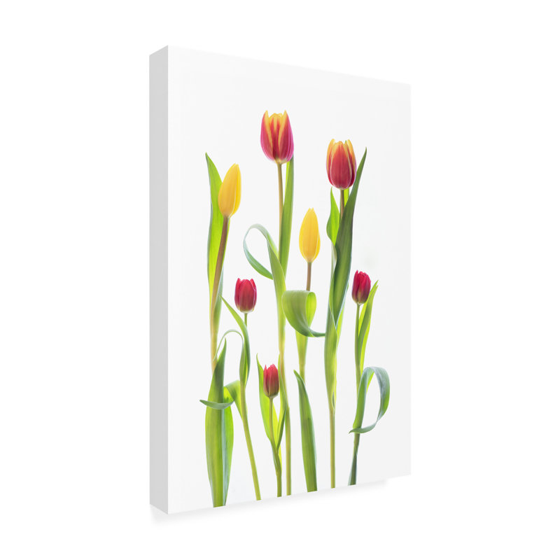 Tulipes sur toile, L 22 po x H 32 po