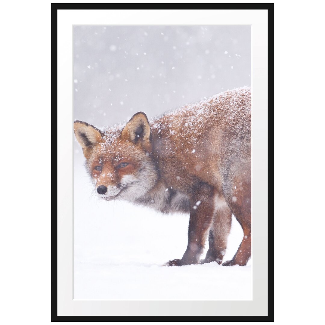 Gerahmtes Poster Roter Fuchs im Schneegestöber