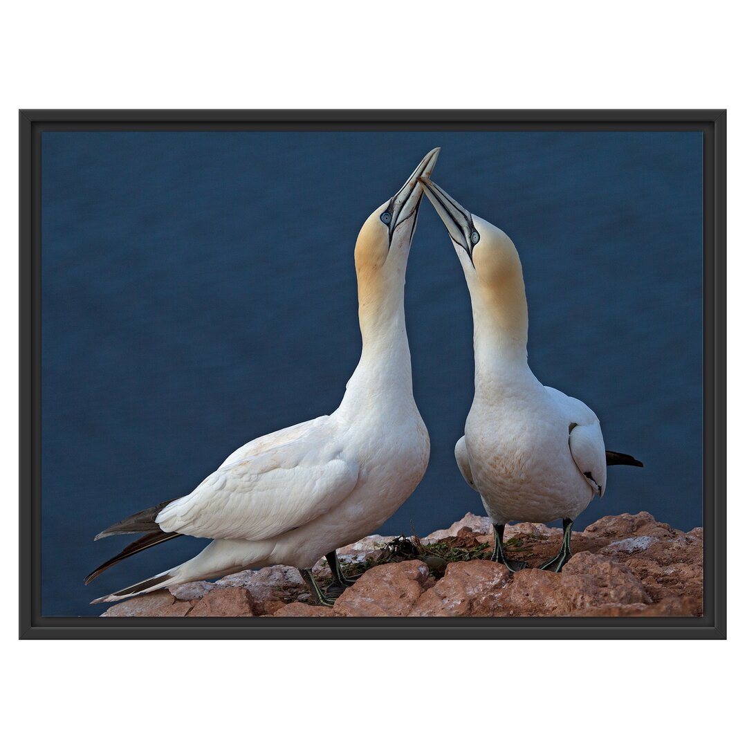 Gerahmtes Wandbild außergewöhnliche Vögel am Meer