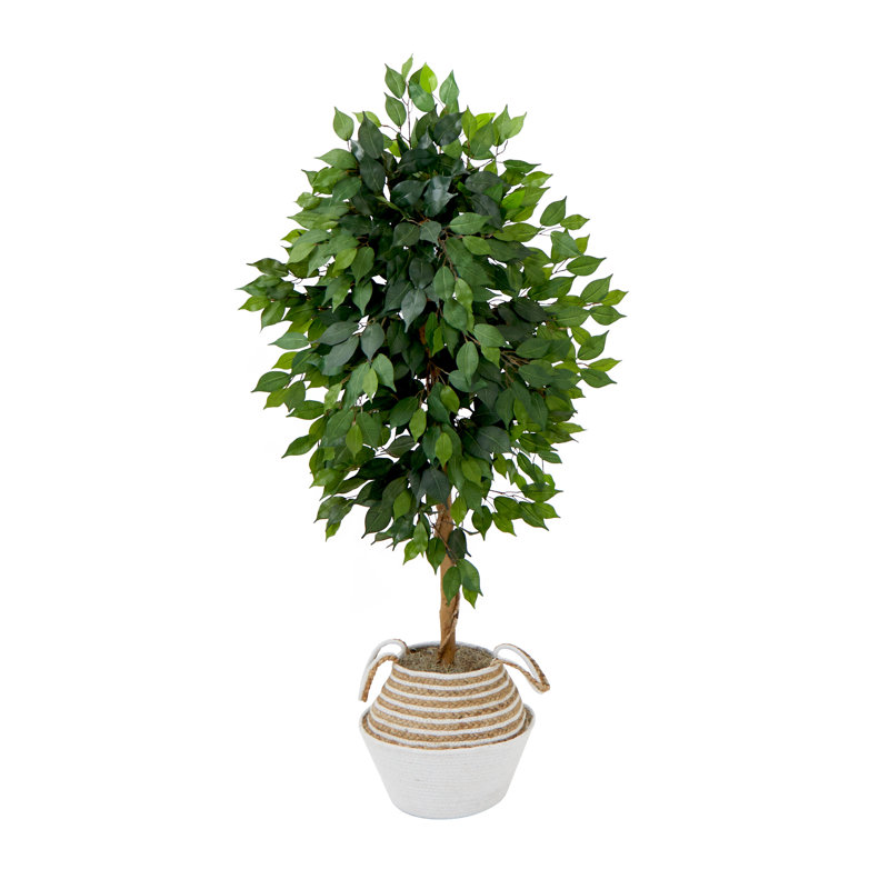 Arbre ficus 54 po dans un panier en coton