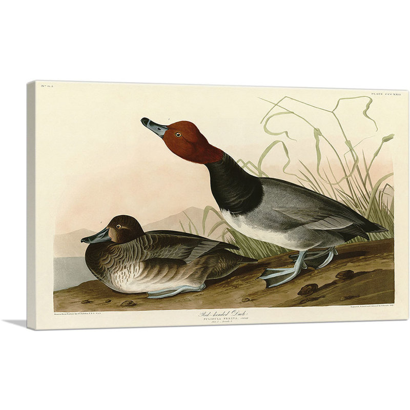 " Red-Headed Duck " by James Audubon Painting Print, 26" H x 40" W x 0.75" D