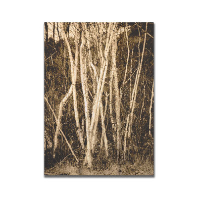 Autumn Birch by Hal Halli