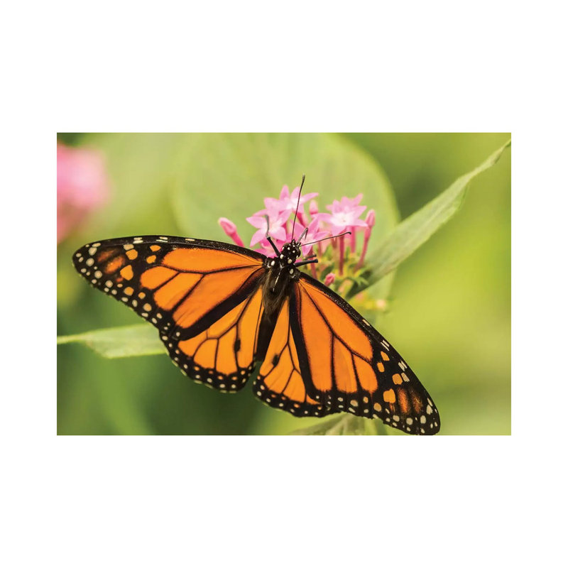 Costa Rica, La Paz River Valley. Captive Monarch Butterfly In La Paz Waterfall Garden. by Jaynes Gallery - Wrapped Canvas Print