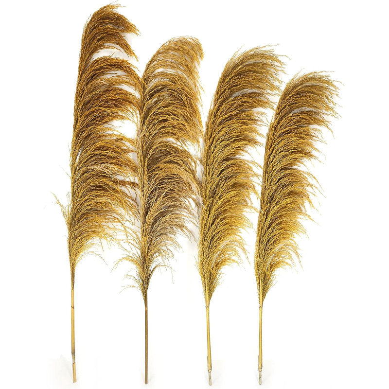 Cortaderia selloana