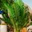 Palmier artificiel 40 "en pot