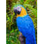 Statue de perroquet sur branche-1624689208