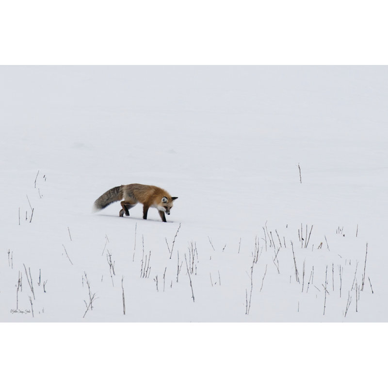Red Fox 3 - reproduction sur toile tendue, H 32 po x l 48 po x P 1,25 po