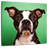 Brampt Attentive Boston Terrier-109215118