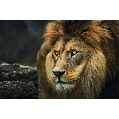 Portrait d'un lion - Photographie sur toile tendue