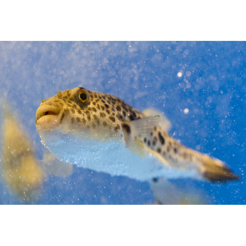 Blowfish Swimming - Wrapped Canvas Print, 51cm H x 76cm W