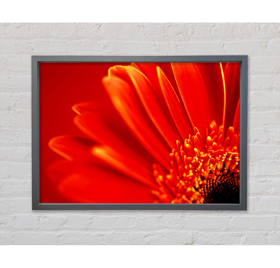 Orange auf orangefarbenen Gerbera-Blütenblättern - Einzelner Bilderrahmen Kunstdrucke auf Leinwand