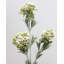 Artificial Mountain Laurel 30"