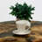 Solid Wood Coffee Table