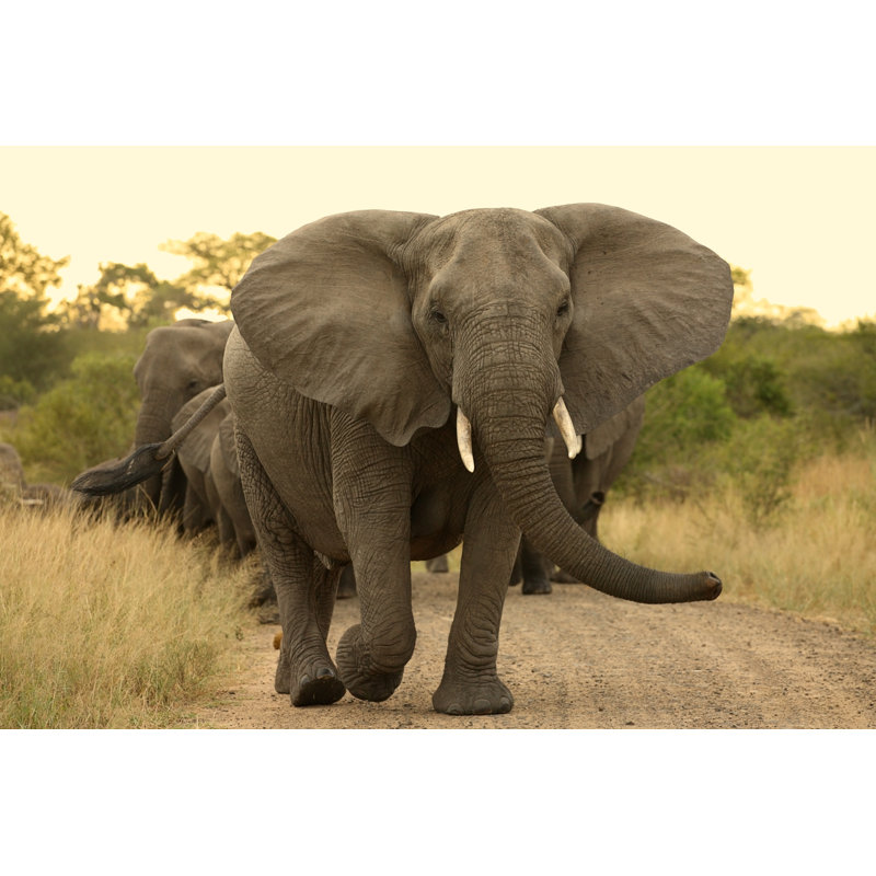 Elephant Matriarch - Wrapped Canvas Print, 81cm H x 122cm W x 3.8cm D