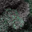 San Francisco Green/Black/Grey Rug-62632493