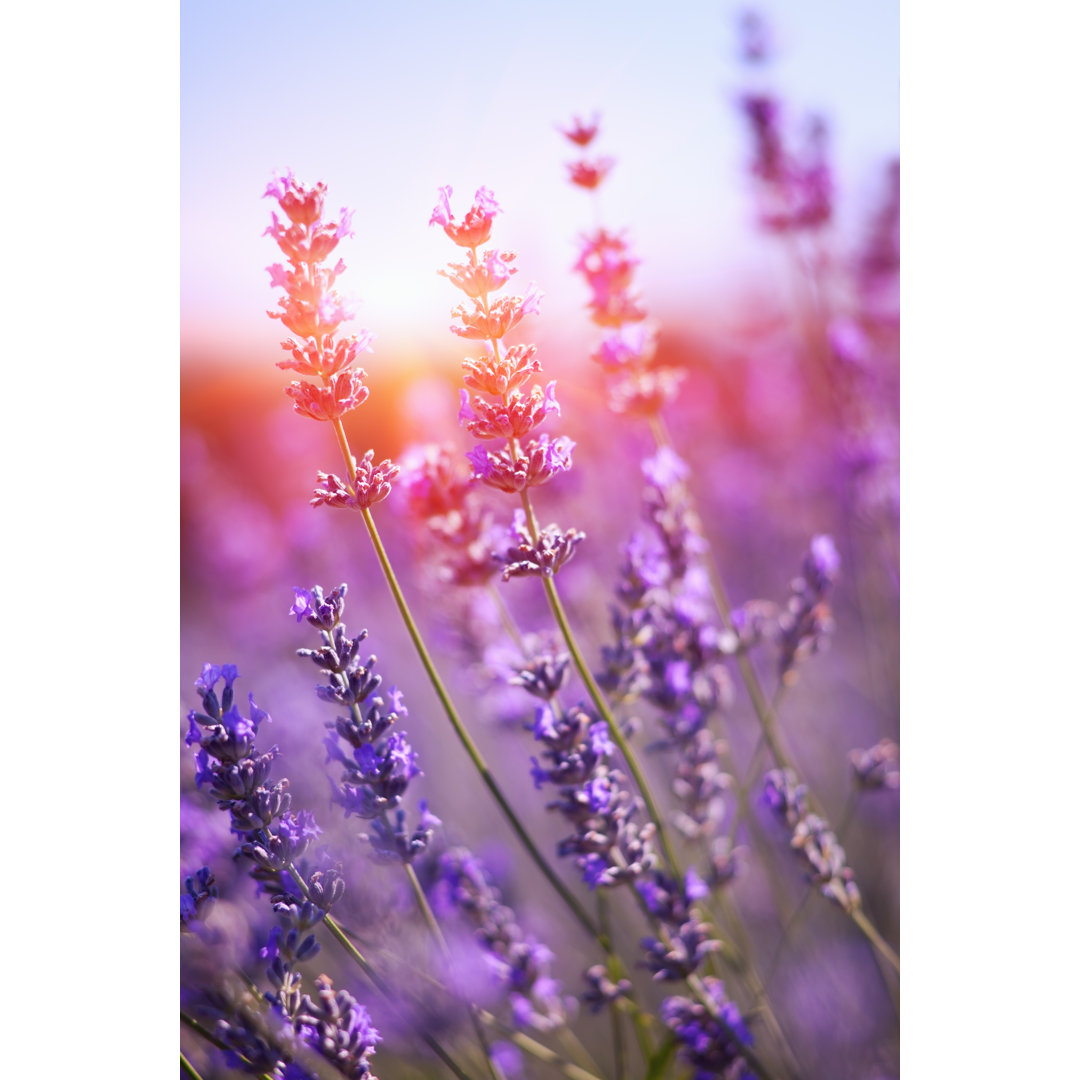 Lavendel im Sonnenuntergang von Antares71 - Drucken