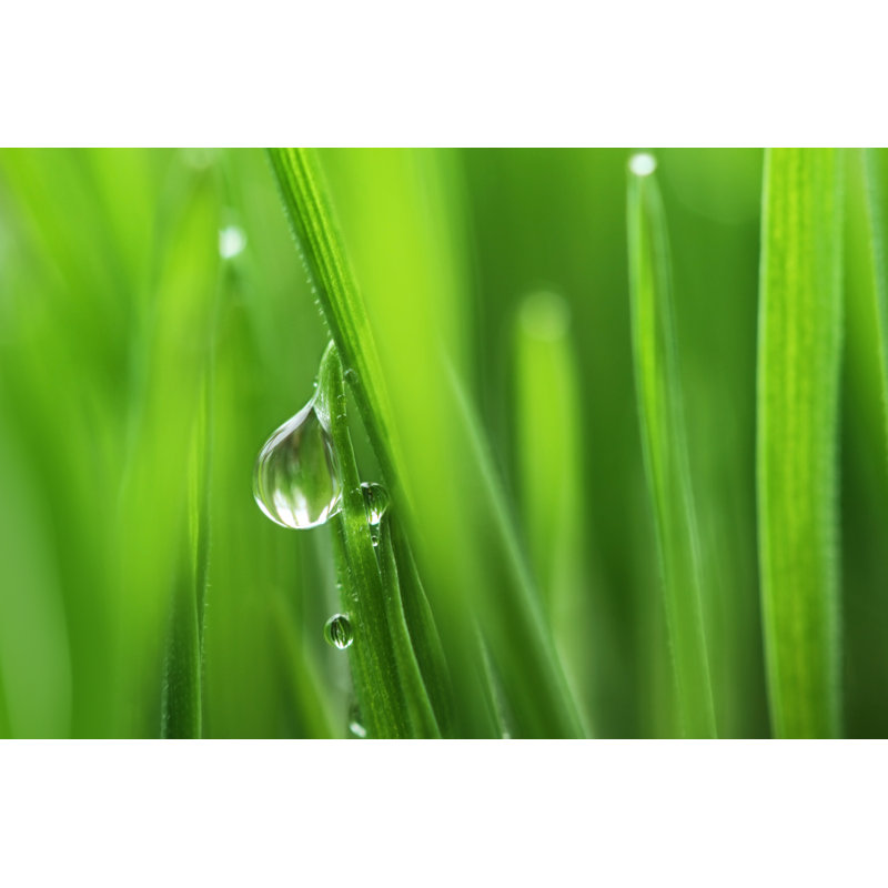 Fresh Spring Grass With Waterdrop by Jasmina007 - Wrapped Canvas Print, 61cm H x 91cm W