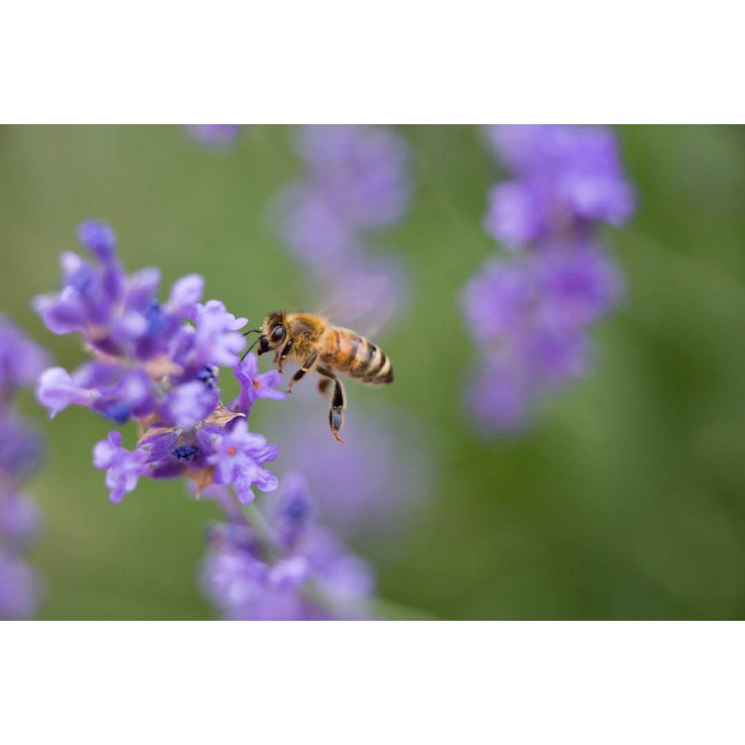 Fliegende Biene - Druck