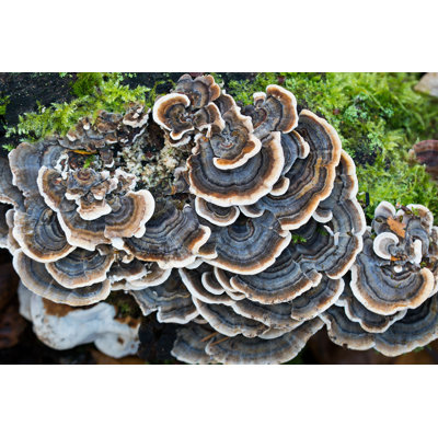 Brookelyne " Trametes Versicolor - Coriolus Versicolor " by Aga7Ta