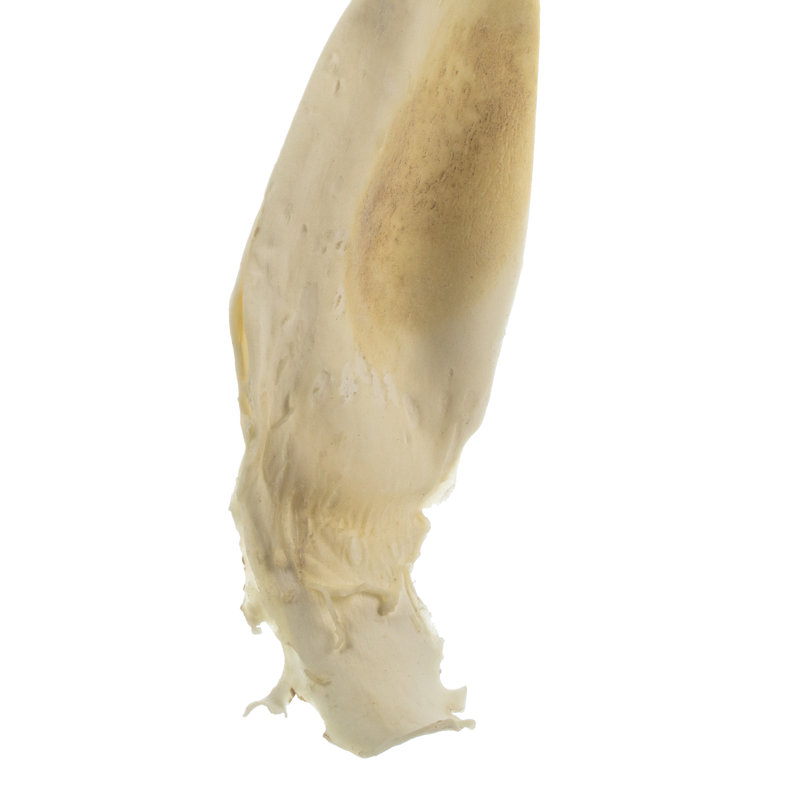 Primevue 36-38 "varech blanchi - (varech de mer), 1 pièce par paquet, séché